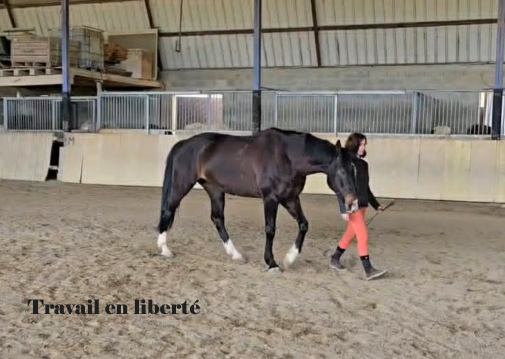 Relation cheval